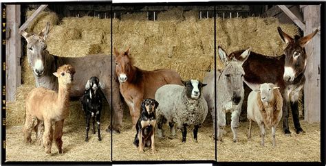 Fantastic Portraits Of Farm Animals