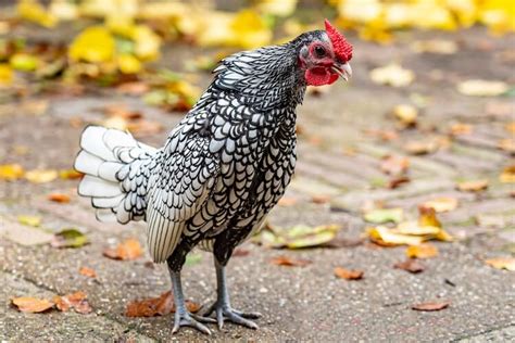 sebright chicken all you need to know color varieties and more… chickens and more