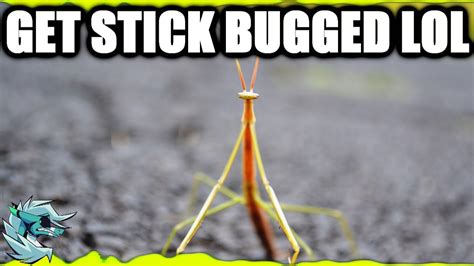 Stick Bug Remix Stick Bug Meme Song Bee Swarm Simulator Youtube