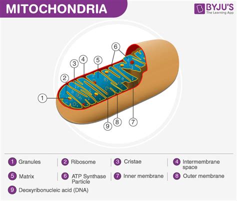 What Is Mitochondria Structure Diagram And Function
