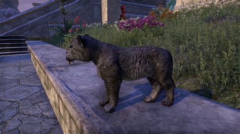 Eso Pet Showcase Sabre Cat Cub Youtube