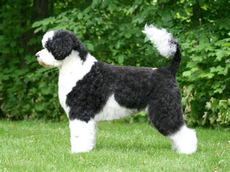 Portuguese Water Dog Haircut Hairstyle How To Make