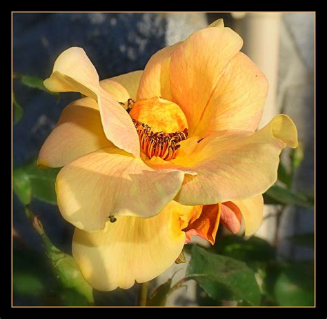 Une Rose De Mon Jardin Photo Et Image Fleurs Fleurs Nature Images