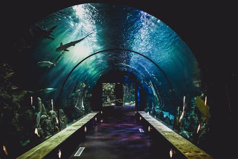 Sea Aquarium Singapore Tourist Guide Insider Tips And Offers