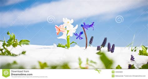 First Spring Flowers With Snow Against Blue Sky Stock