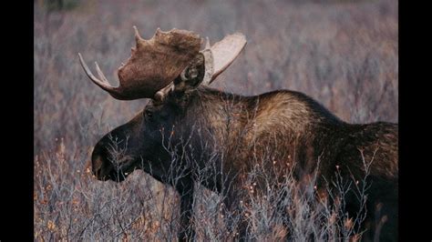 Aggressive ‘drooling Profusely Moose Has Disease Never Seen In Its