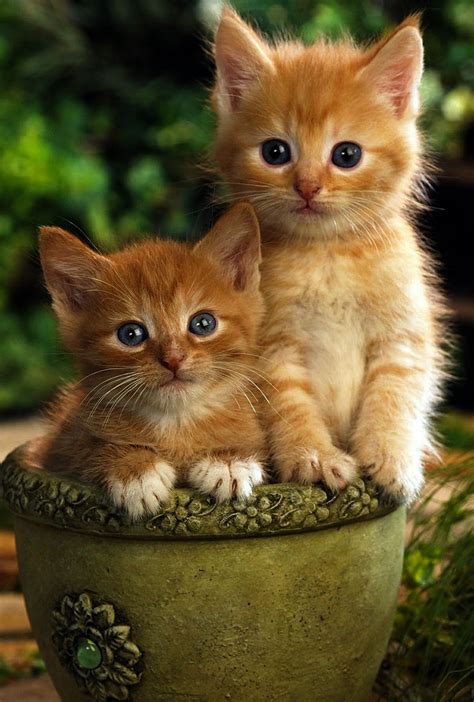 Orange Tabby Kittens Kittens Photo 41521049 Fanpop Page 2