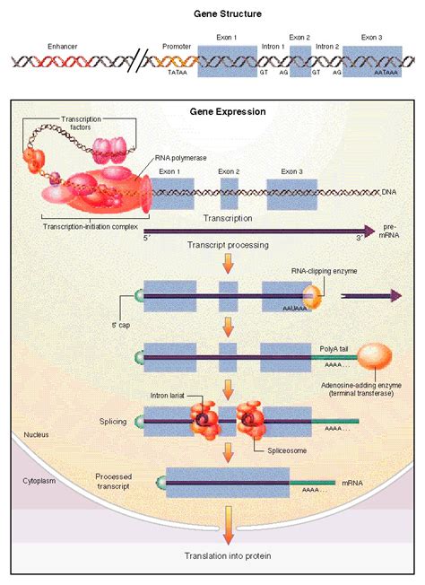 Regulation Of Gene Expression NEJM