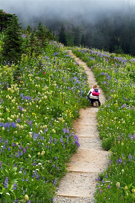Summer Wildflowers At Mt Rainier National Park