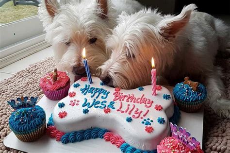 Some Ideas About Dog Birthday Celebration Dog Birthday Birthday