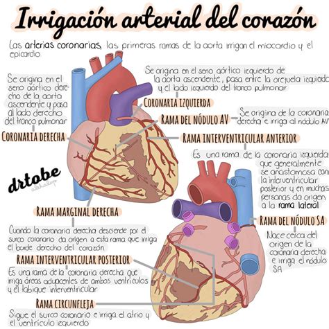 Irrigación Arterial Del Corazón Sistema Cardiaco Anatomia Y