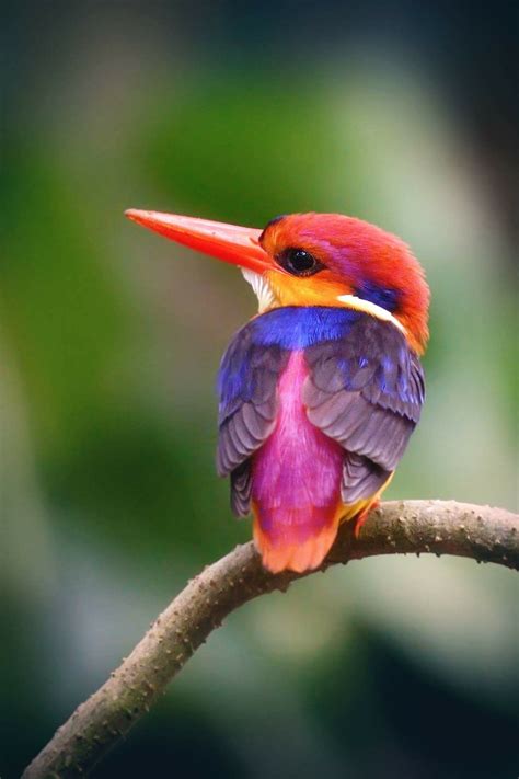 Naturaleza En Su Apogeo De Colores Rare Birds Exotic Birds