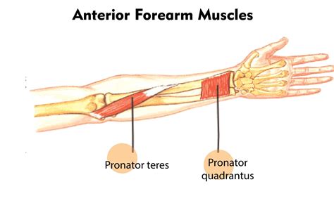 Forearm Is Rotated To Turn Palm Downward Or Backward By
