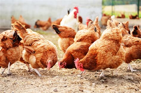 Chickens On Traditional Free Range Poultry Farm Ventura Grain Co Inc