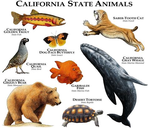This is a list of state symbols of alabama. California State Animals Poster Print