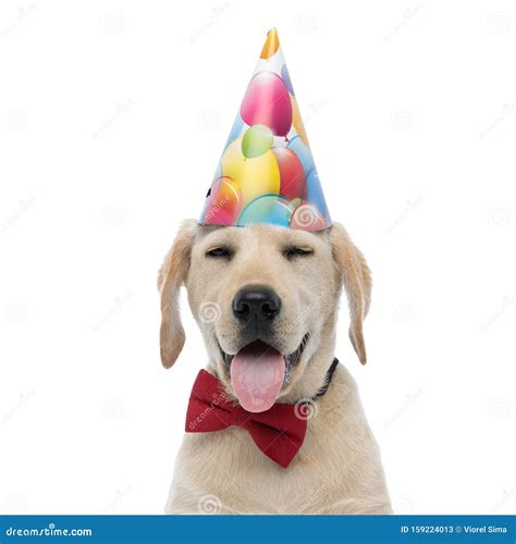 Funny Labrador Retriever Puppy Wearing Birthday Hat And Red Bowtie