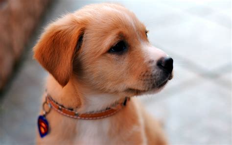 Cute Images Of Puppies