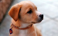 38 Cute Dog Pictures - InspirationSeek.com