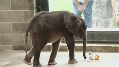 Pittsburgh Zoos Baby Elephant Makes Public Debut Youtube