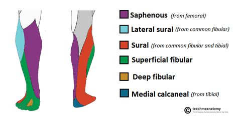 Cutaneous Innervation Of The Lower Limb Lower Limb Common Fibular