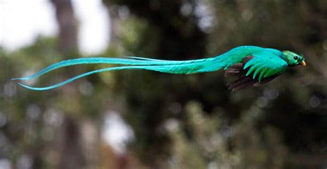 7 Cosas Que No Sabías Del Majestuoso Quetzal