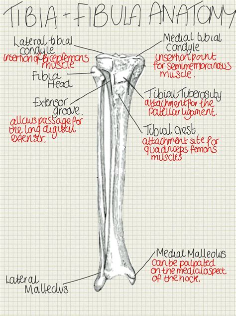 A Place To Find Hints Tips And Ask Questions Tibia And Fibula