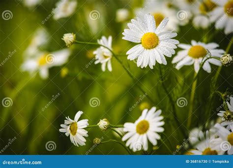 Camomiles Stock Photo Image Of Meadow Camomile Grass 36816730