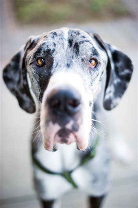 Fyi, this is the horse that was supposed to go. 677 best images about Animals - Adoption & Rescues on ...