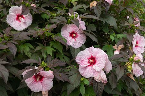 Hibiscus Flowering Tips Raka Grup