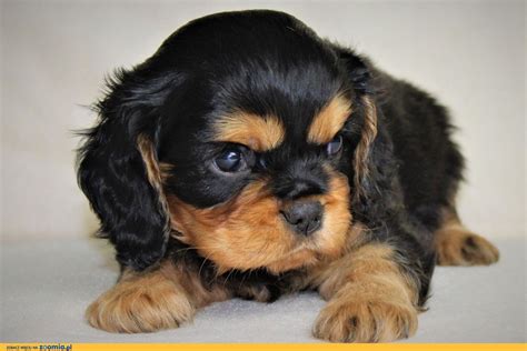 Winston is checking in for his close up and we go over a few random facts about this specific breed coloration. Cavalier King Charles Spaniel - rodowodowe szczeniaki ...
