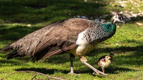 Can You Cook With Peahen Eggs