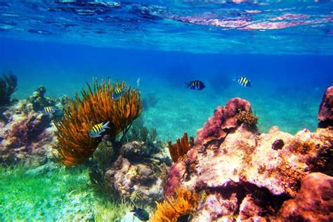 Los 4 Mejores Arrecifes Para Visitar En Cancún Arrecifes De Coral