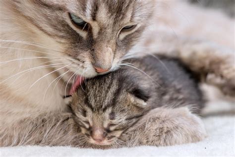 Is Your Cat Pregnant What To Expect When Your Cat Is Expecting