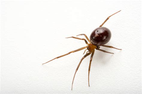 How do i recognize a spider bite? What is the False Black Widow Spider, what should I do if ...