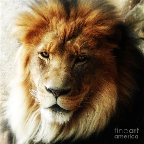 Male Lion Face Close Up Photograph By Elle Arden Walby
