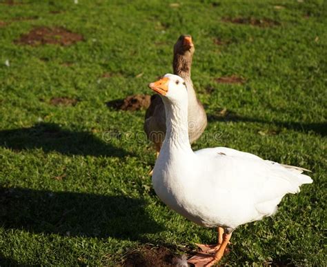 Domesticated Greylag Goose With A Wild Greylag Goose Stock Photo