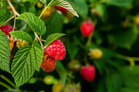 Growing Raspberries In Zone 9 Selecting Heat Tolerant Raspberries