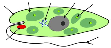 Draw a labelled diagram of an electric motor. Lab 3 - Euglena - 7B Science Labs