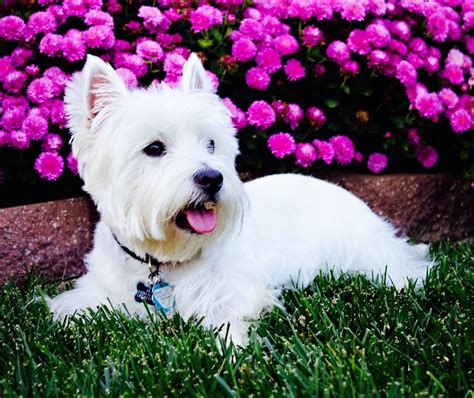 Bear Westie Beautiful Westie Dogs Westies West Highland Terrier