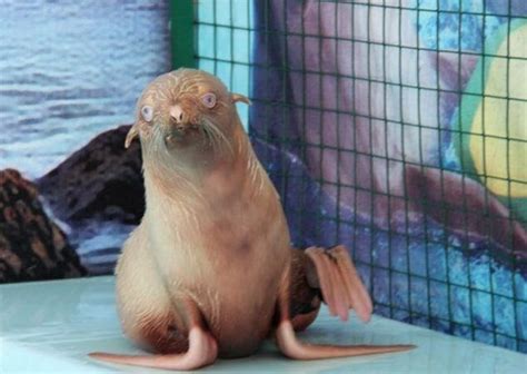 Rare Ginger Seal Pup May Have To Be Rescued Because Its Shunned By