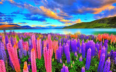 Lupin Fields Lupine Field Enchanting Nature Lovely Flower