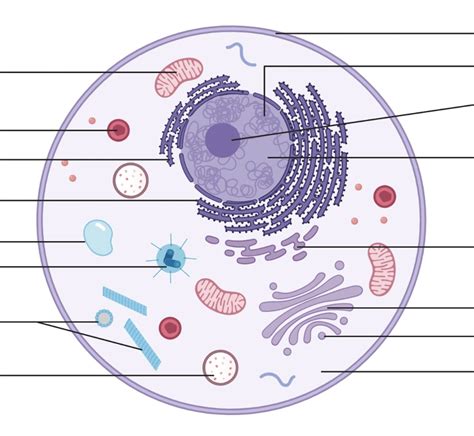 Biology Cell Structure Diagram Quizlet