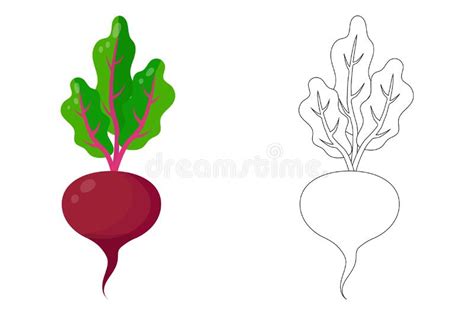 A Set Of Colored Beets And A Contour Drawing Of Beets Stock Vector Illustration Of Leaf