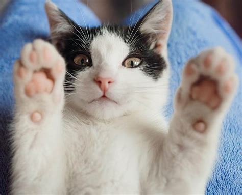 Petfinder has helped more than 25 million pets find their families through adoption. We Lov Pets - YOUR LOCAL PET KNOWLEDGE STORE