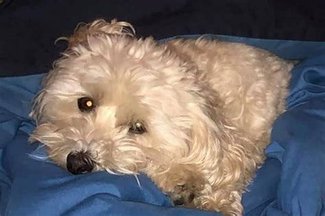 Some bunnies don't like changes too so they shake. Why is my Maltipoo Shaking? Potential Causes and Solutions