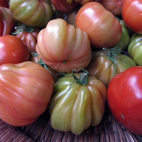 Italian Oxheart Tomato Cuore Di Bue Solanum Lycopersicum