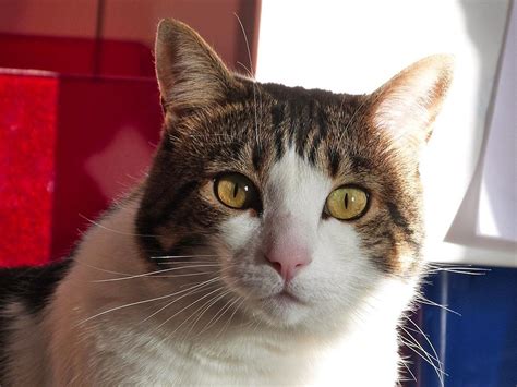 Domestic cats, no matter their breed, are all members of one species. Domestic Cat - Free Jigsaw Puzzles Online
