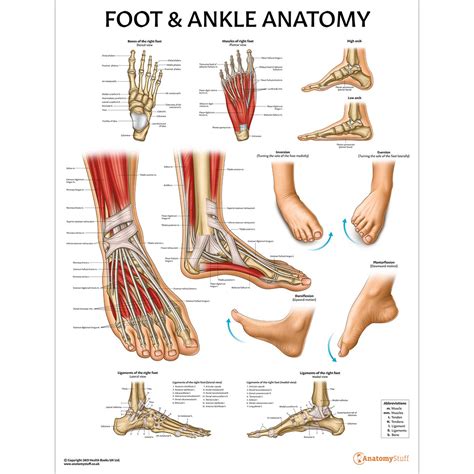 Foot Ankle Anatomy Chart Poster Laminated