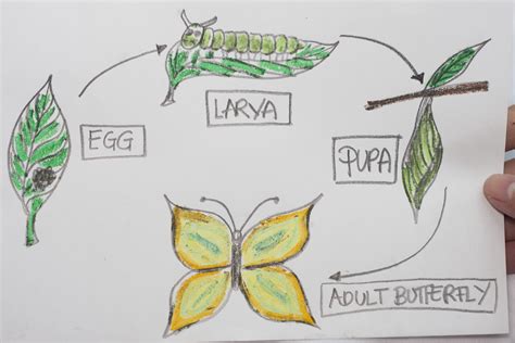 How to draw a bike (bicycle) easy step by step for kids, beginners 3☞ fanpage facebook drawing for kids: How to Draw the Parts of a Butterfly Life Cycle: 5 Steps