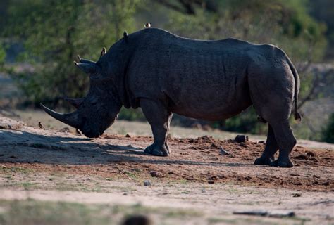 Se extingue el rinoceronte negro Entra y descúbrelo